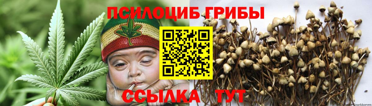 Псилоцибиновые грибы Cubensis Дальнегорск